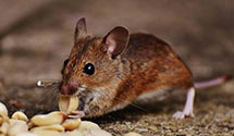 gopher-and-mole-control Experts in Capital Blue Cross